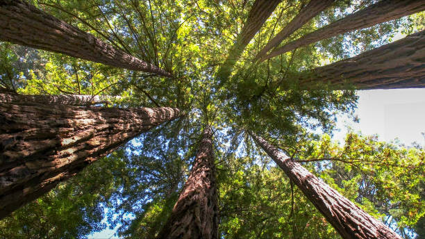 Best Dead Tree Removal  in USA